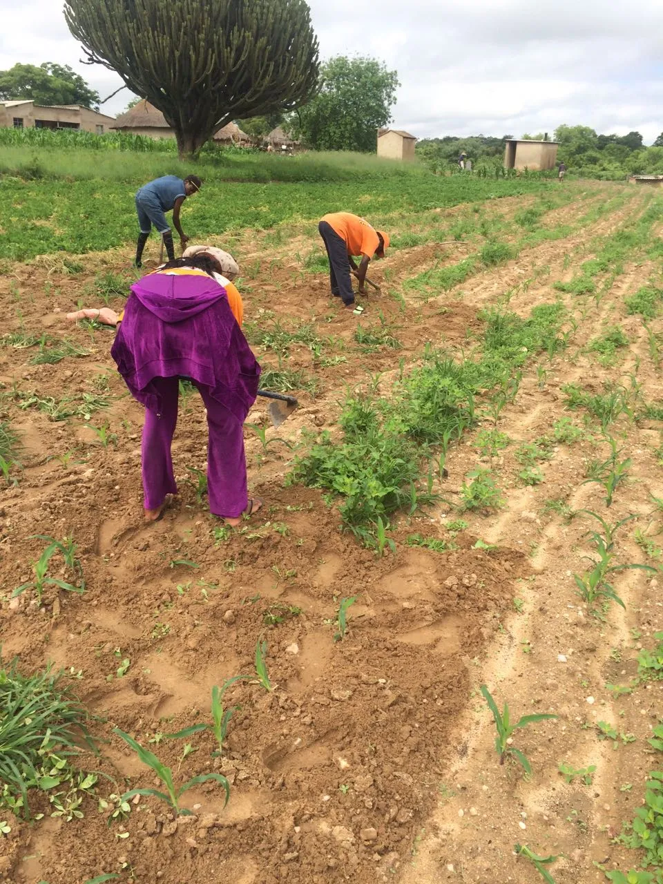 Farmers weeding a young maize field