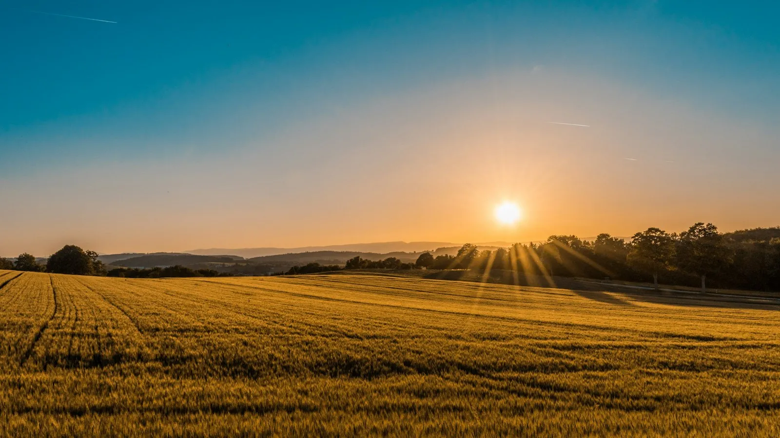 Wheat field at sunrise
