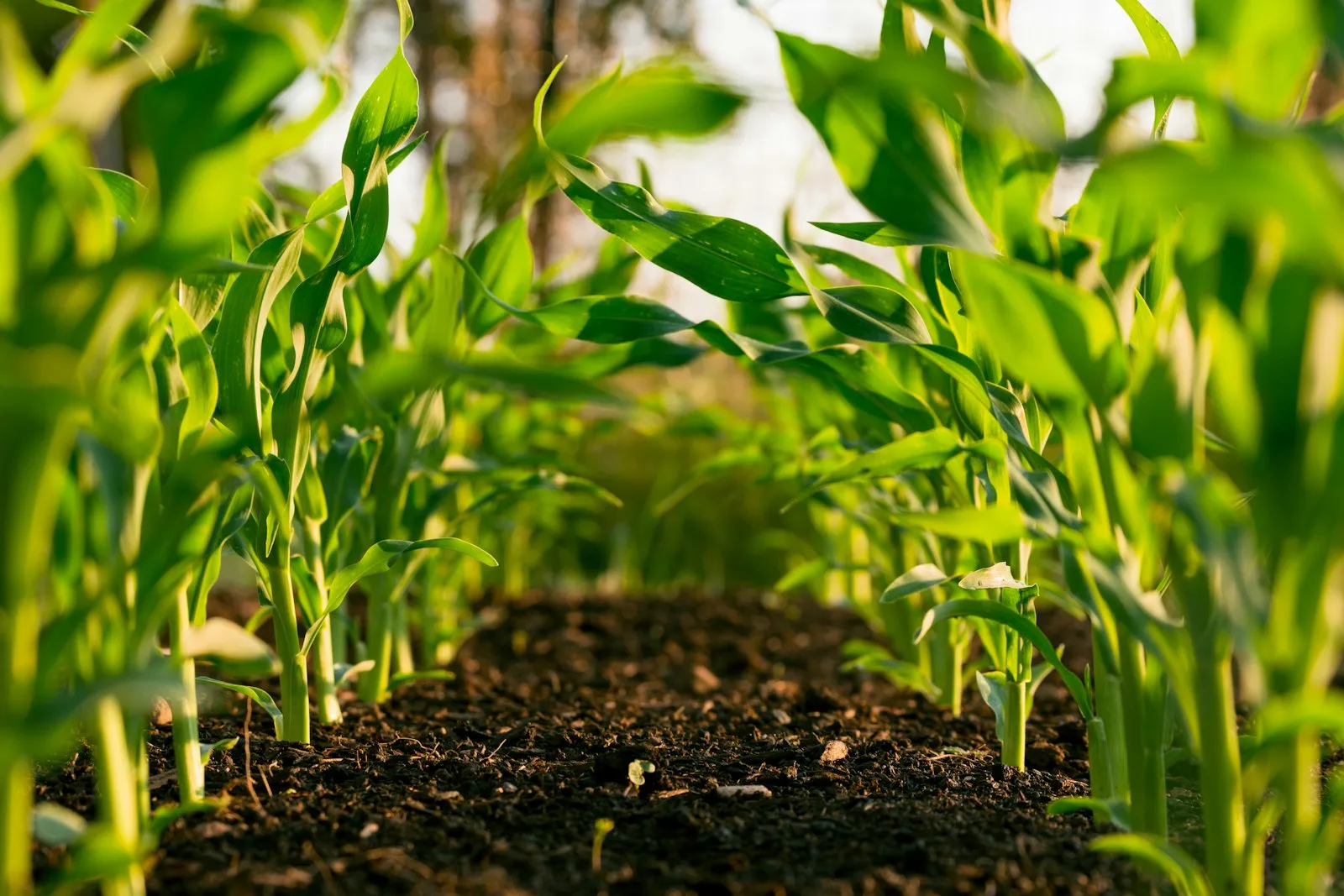 Young maize plants