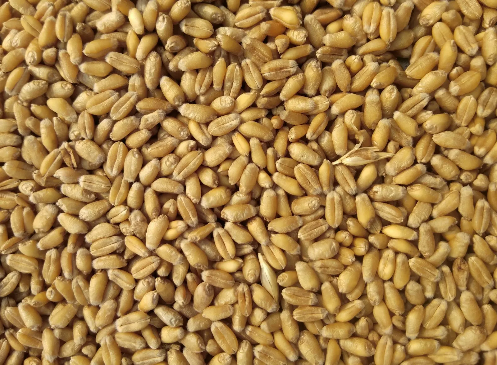 Close-up of wheat grain